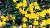 Photo of Evening Primrose yellow jJ 8-12"