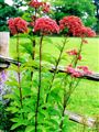 Photo of Joe Pye Weed 'Gateway' red JAS 5-6'