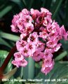 Photo of Bergenia 'Heartleaf' pink aM 18-24"