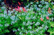 Photo of Corydalis 'Blue Panda' blue a-O 8-10"