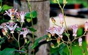 Photo of Japanese Toad Lily pink SO 2-3'