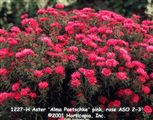 Photo of Aster 'Alma Poetschke' pink, rose ASO 2-3'
