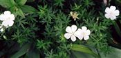 Photo of Geranium, White Cranesbill white jJA 12-15"