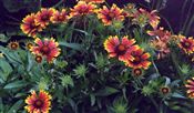 Photo of Blanket Flower 'Goblin' red/orange JA 12"