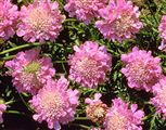 Photo of Pincushion Flower 'Pink Mist' pink jJAS 12-15"