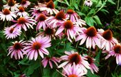 Photo of a Purple Coneflower purple JASO 24-36"