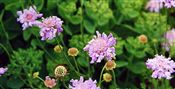 Photo of a Pincushion flower violet-blue jJAS 18-24"