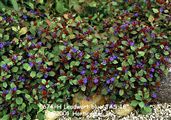 Photo of Plumbago Leadwort blue  JAS  18"