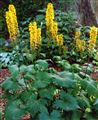 Photo of a Leopard Plant 'The Rocket' yellow JAS 4-6'