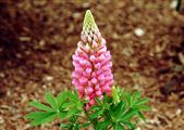 Photo of Lupine 'Mix'  jJ   30-36"