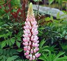 Photo of Lupine 'Russell'  mixed  jJ   30-36"