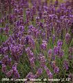 Photo of Lavender 'Hidcote' lavender  jJ  12-18"