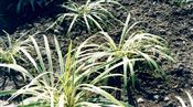 Photo of Lilyturf 'Variegata' dk.violet  SO  18"