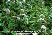 Photo of Loosestrife, Gooseneck white   JA   24"