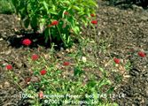 Photo of Pincushion Flower, Red  JASO 12-14"