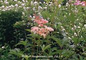 Photo of Meadowsweet, Prairie pink jJA 6-8'