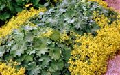 Photo of a Lady's Mantle yellow jJ 12-18"