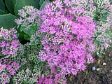 Photo of a Sedum "Brilliant" pink-red ASO 18"