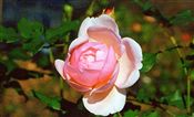 Photo of a Rose-D.A. 'Heritage' soft pk jJASO 4'