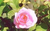 Photo of a Rose D.A. 'Gertrude Jekyll' dp pk jJASO 4'