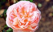 Photo of a Rose D.A. 'Abraham Darby' peachy pk jJASO 3-4'