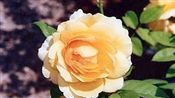 Photo of a Rose D.A. 'Graham Thomas' gld/yel jJASO 4'