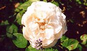 Photo of a Rose D.A. 'Fair Bianca' wht  jJASO 4'