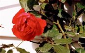 Photo of a Rose, Climb. 'Blaze' improved  red jJAS 10'