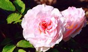 Photo of a Rose 'Morden Blush' pink jJAS 3-4'