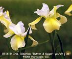 Photo of Iris, Siberian 'Butter & Sugar' yel/white  j   36"