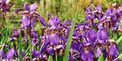 Photo of Iris, Siberian 'Ego Blue' blue j 36"