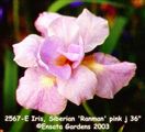 Photo of Iris, Siberian 'Ranman' pink j 36"