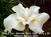 Phot of Iris, Siberian 'Ester CDM' white j 36"