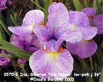 Photo of Iris, Siberian 'Pink Pepper' lav-pink j 36"