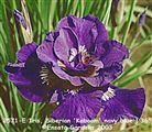 Photo of Iris, Siberian 'Kaboom' navy blue j 36"