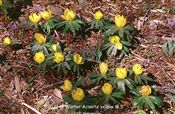 Photo of Winter Aconite yellow M 5"