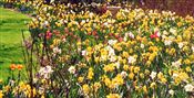Photo of Daffodils, mixed for naturalizing(M)  a  15"