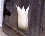 Photo of a Tulip, 'White Triumphator'(L) white M  26"**