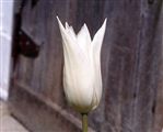 Photo of a Tulip, 'White Triumphator'(L) white M 26"**