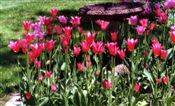 Photo of a Tulip 'Mariette'(L) pink M  23"**