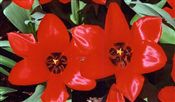Photo of a Tulip 'Red Riding Hood'(EM) red M 10"**