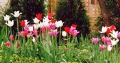 Photo of a Tulip 'Red Shine'(L) red M 23"**