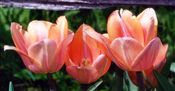 Photo of a Tulip 'Beauty Queen'(EM) peach aM 15"**