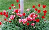 Photo of a Tulip 'Estella Rijnveld'(L) red/wht M 24"**