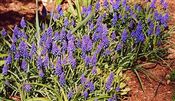 Photo of Grape Hyacinth, purple  aM 8-12"