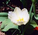 Photo of a Tulip 'Diana'(M) white M 15"**