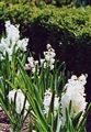 Photo of a Hyacinth 'Carnegie' white aM 8-10"**