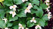 Photo of a Trillium, Great White white a 15" (goes dormant)