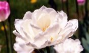 Photo of a Tulip 'Mount Tacoma'(L) wht/dbl M 10-12"