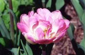 Photo of a Tulip 'Angelique'(L) lt pink/dbl M 10-12"